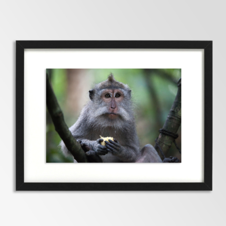 Monkey Indonesia